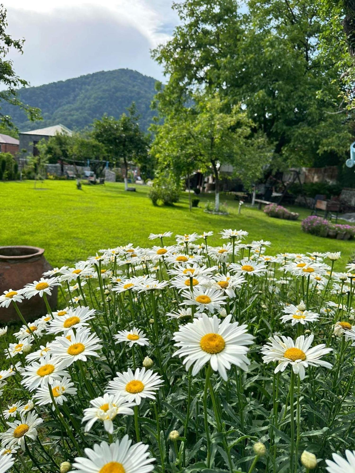 Dreamland Lagodekhi & Wine Cellar Hotel Exterior photo